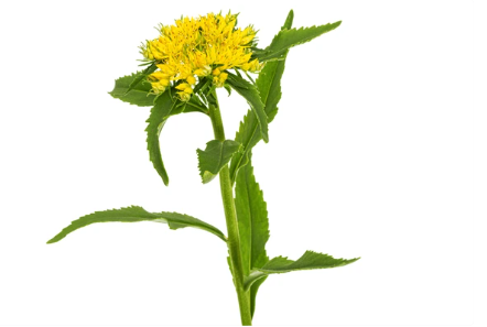 Rhodiola Rosea